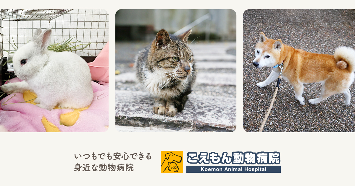 こえもん動物病院